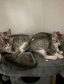 😻Süße Kitten zu verkaufen bkh tabby spotted whiskas Katze selten - Freiburg (Breisgau)