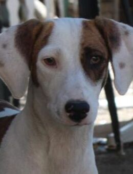 Nivara, geb. ca. 11/2024, GRIECHENLAND - Euskirchen