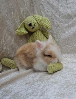 ZUTRAULICHE MINI-LÖWENZWERG-BABYS! AUßEN+INNENHALTUNG! Mit Beratung - Meinerzhagen
