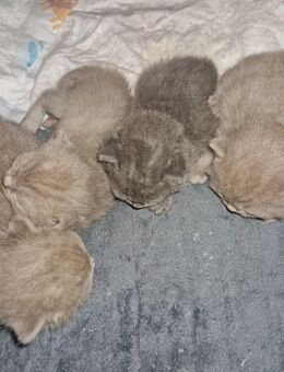 BKH Kitten - Paderborn