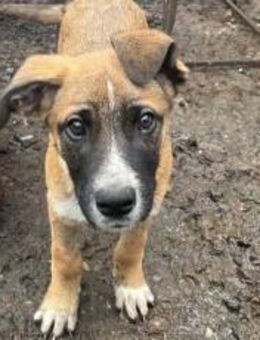 Kleine Kämpferin Lumina - München