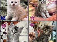 Bezaubernde Maine Coon Kitten - Wegberg Zentrum