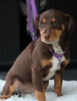 Lina ein kleines Herz voller Liebe suc - Hagen (Stadt der FernUniversität)