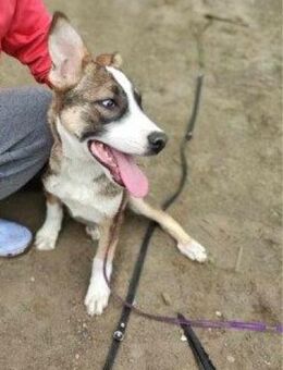 GEMMA- ein hübsches Hundekind sucht..... - Kempen