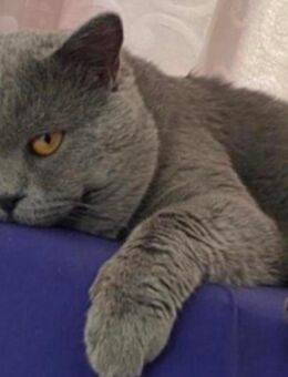 Deckkater Bkh im Blau - Augsburg