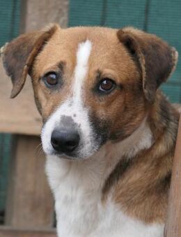 LUCIO - sanfter Herzenshund - Kallmünz