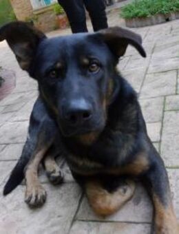 Jack irrte ziellos umher - Wöllstadt