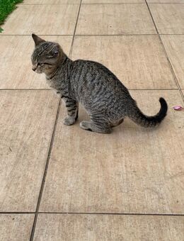 Kitten, Katze, Kätzchen , ein Kätzchen ist noch da - Verl