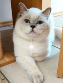 BKH Deckkater Lilac-Point mit Stammbaum in 84332