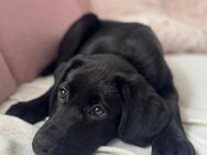 Elli sucht Familie mit ❤️ - Gelnhausen