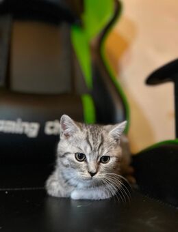 Zuckersüße Britisch-Kurzhaar Kitten - Siegen (Universitätsstadt)