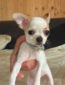 Chihuahua Welpen - Ehningen