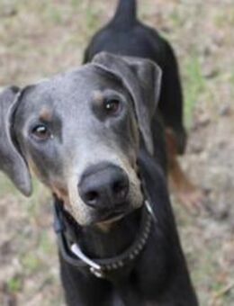 Finn su. liebe u. geduldige Besitzer - Neuhausen (Spree)
