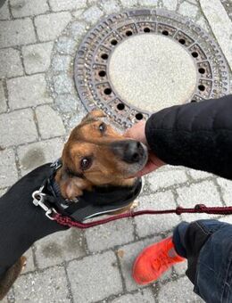 Luna Lou, zurückhaltende Hündin, ca. 9 - Vaterstetten