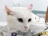 Weißer Kater Blanco sucht Zuhause - Bad Camberg