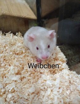 Goldhamster - Magdeburg