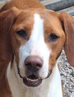 ♥Rosie♥ liebevolle, aktive Bracken-Lady - Hamburg