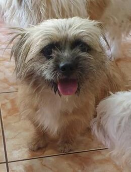 Süßer Shih Tzu-Pekinesen-Mix Oreo - Overath