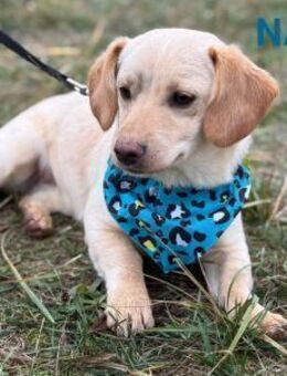 Nata, aufgewecktes Hundemädchen - Linden (Hessen)