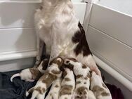 Irish red and white Setter Welpen - Hambühren