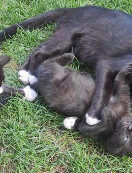 Liebenswerte Kitten zu verkaufen - Uhingen Zentrum