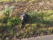 Weimaraner Welpe - Gabsheim