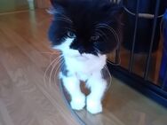 Hauskatze Perser Luna - Bad Berneck (Fichtelgebirge)