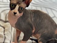 Sphynx Katze Fibie - Görlitz