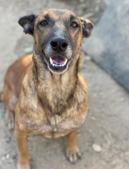 Bonnie sucht ihre aktiven Menschen - Beckingen