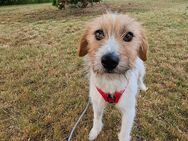 Lucy wünscht sich ein Zuhause! - Muldestausee