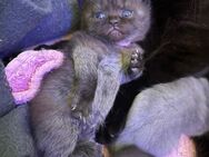 Bkh kitten - Marl (Nordrhein-Westfalen)