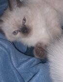 Siam-Kitten in 39576