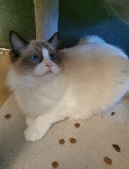 Ragdoll Kitten mit Stammbaum ab sofort - Gochsheim