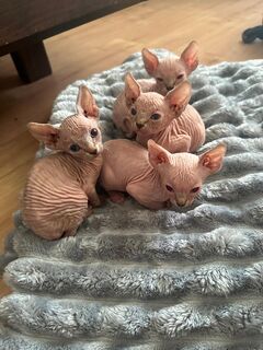 Reinrassige Sphynx Kitten – geboren am 01.04.2025 – abzugeben ab 26.06.2025