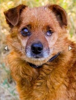 Moritz, freundl. kleiner Rüde - Heinsdorfergrund