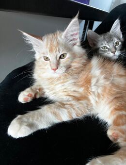 Wunderschöne Maine Coon Kitte - Helsa