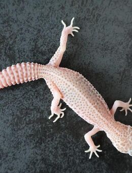Leopardgecko Nachzuchten 2025 Männchen Weibchen - Berlin