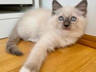 Bezauberndes Ragdollkitten - München Thalkirchen-Obersendling