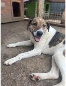 Roscoe - lieber Bub such PS o. Zuhause! - Oberwies