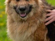 Schäferhund Dame Lora - Ellerbek