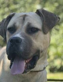 Zuhause gesucht für imposanten Joseph - München