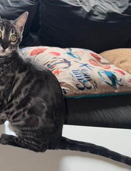 Bengal Kitten in traumhaften Farben - Wriezen