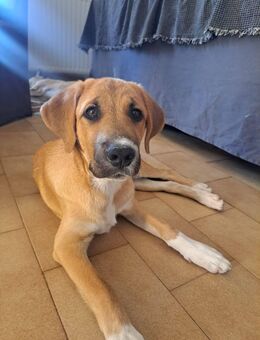 Junghund BISCUIT sucht seine Familie - Reischach