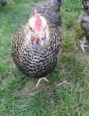 3 Hühner und 1 Hahn abzugeben in 61130