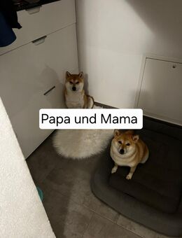 Reinrassige Shiba-Inu welpen - Schwarzach (Nabburg)