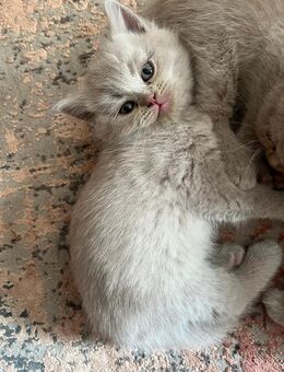 zwei verspiele Bkh Kater suchen ein neues Zuhause - Bremen