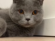 Reinrassige bkh Katze - Dillenburg