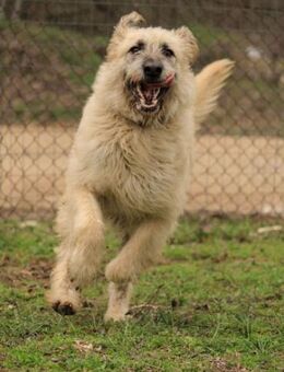 Dézi - geb. am 01/2021 - Remagen