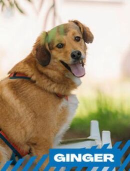 Ginger - herzlich, sucht Singleplatz - Berlin