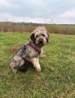 Bax soll nicht in Rumänien aufwachsen - Blankenheim (Nordrhein-Westfalen)